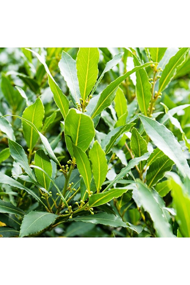 Defne (laurus Nobilis) - 1