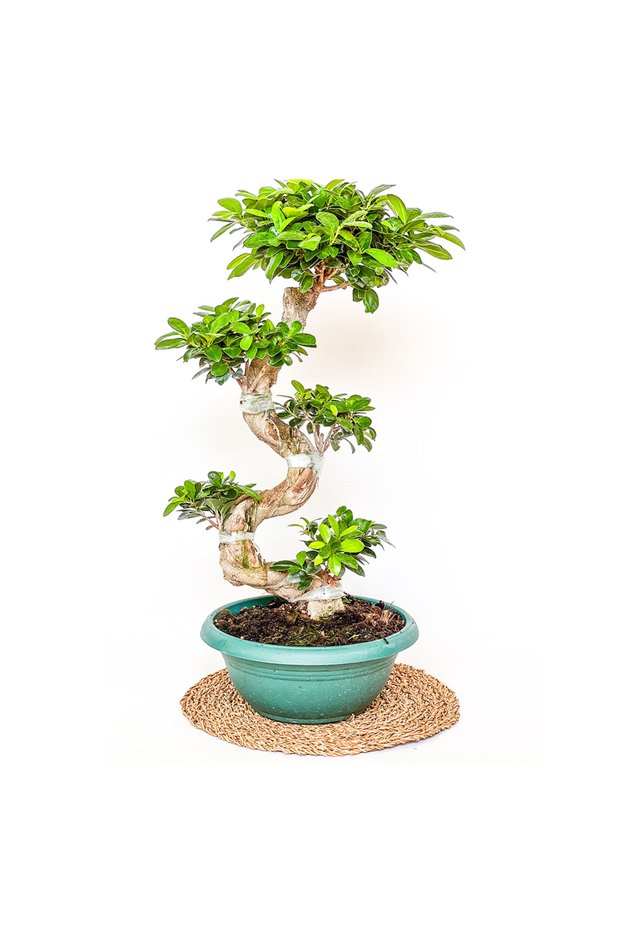 Ficus S Bonsai 100-120cm