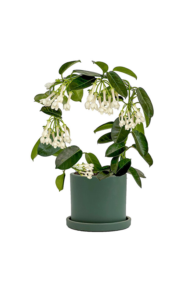 Madagaskar Yasemini Mint Yeşili Ruby Saksılı - 1