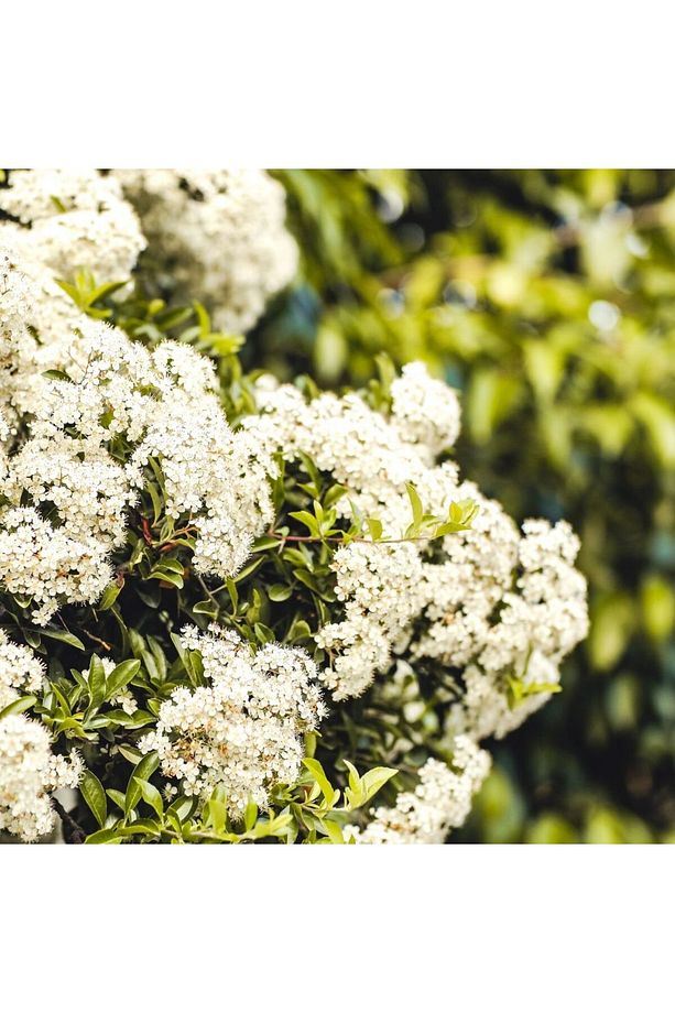 Parlak Yapraklı Kartopu (Viburnum Lucidum) - 1