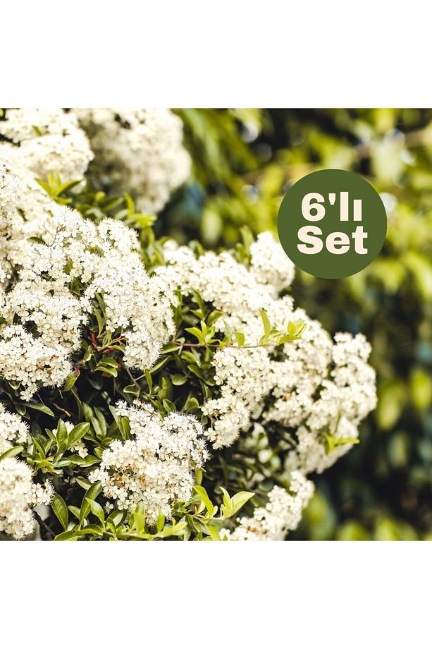 Parlak Yapraklı Kartopu 6'lı Set (VİBURNUM LUCİDUM) - 1