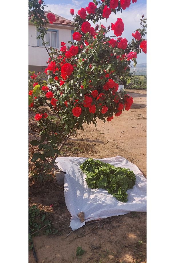 5 lt Salamura Yaprak 2 Adet - 6