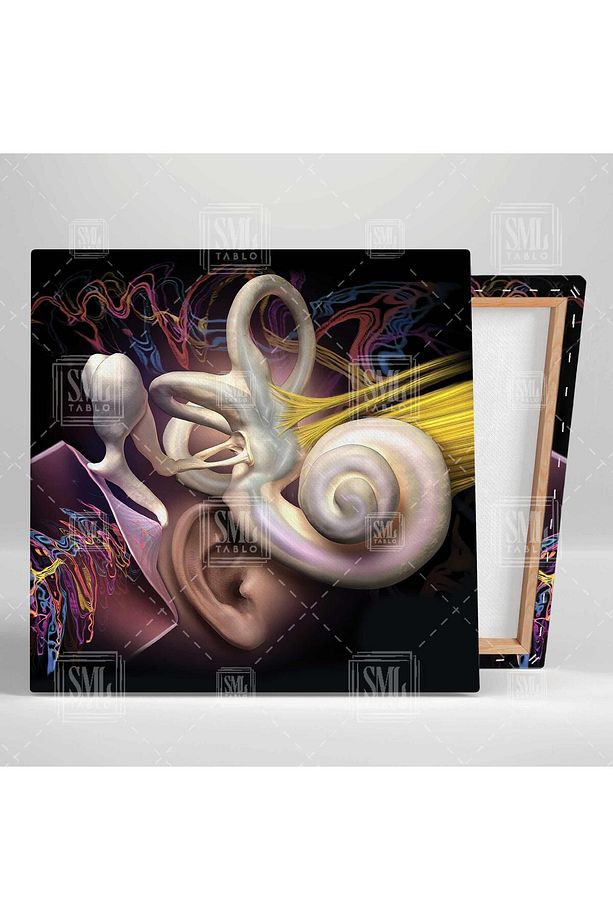Kulak Anatomisi Ear Duyma Kulak Burun Boğaz Ent Kare Kanvas Tablo - 2