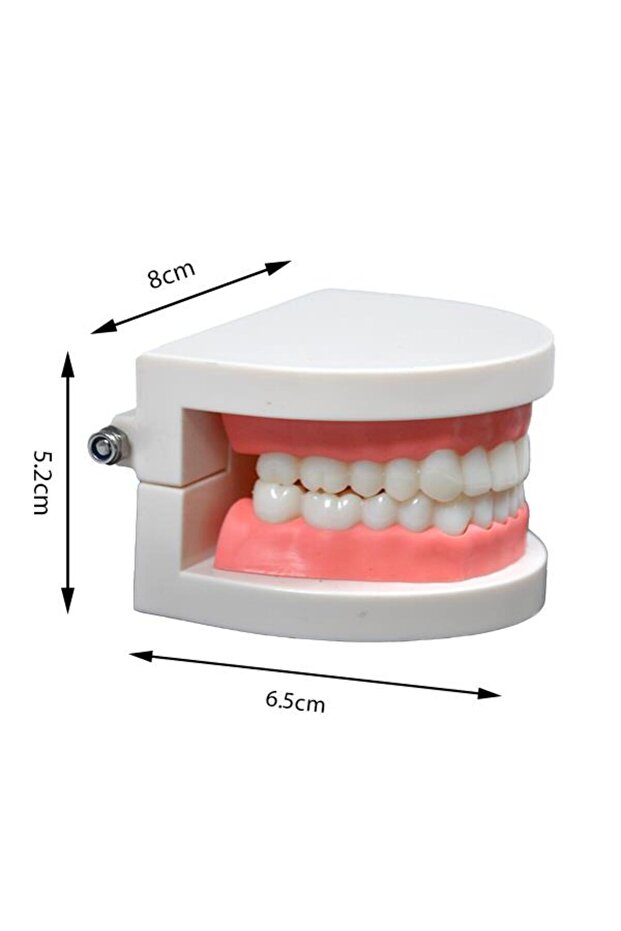 Diş Modeli 8 Cm - 3