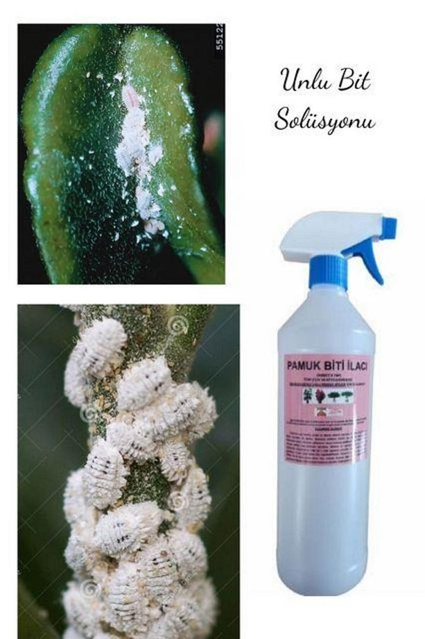 Çiçek Ve Bitkiler Için Unlu Pamuk Biti Ilacı 1000 ml - 1