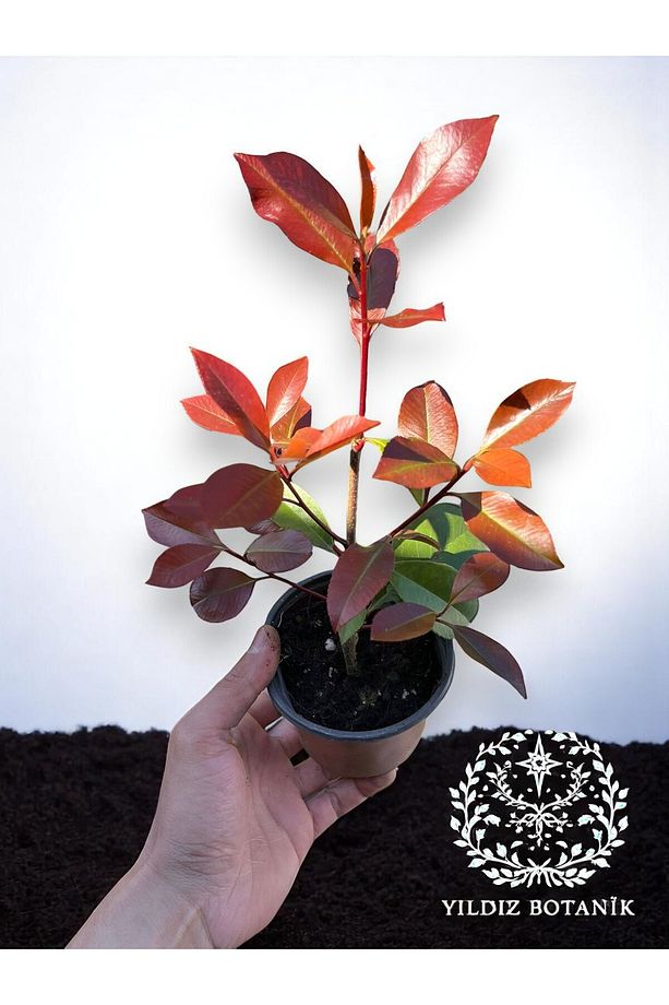 Alev Ağacı Çit Bitkisi Alev Çiçeği Fidanı Photinia Red Robin 20-30 Cm - 3