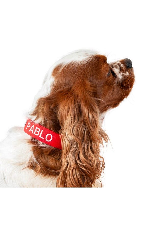 Kişiye Özel İsimli Airmesh Göğüs Tasması ve İsimli Köpek Boyun Tasması (2'li Set) - 7