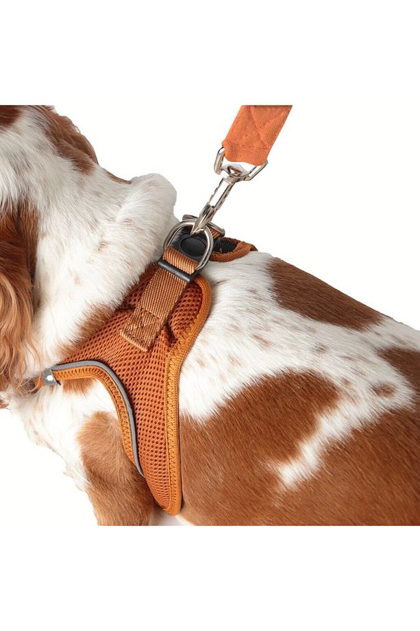 Köpek Tasma Seti Kişiye Özel Airmesh Göğüs Tasması İsimli Göğüs Tasması ve Köpek Gezdirme Halatı - 6