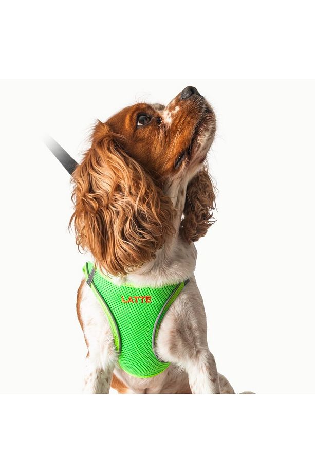Köpek Tasma Seti Kişiye Özel Airmesh Göğüs Tasması İsimli Göğüs Tasması ve Köpek Gezdirme Halatı - 4