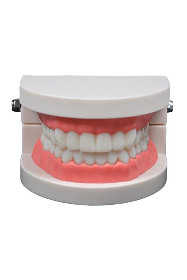 Diş Modeli 8 Cm - 1