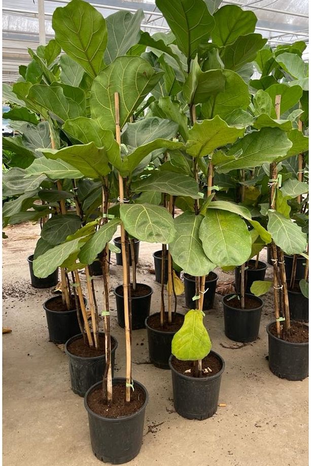 Keman Yapraklı Kauçuk Bitkisi 'Ficus Lyrata' 100cm - 2
