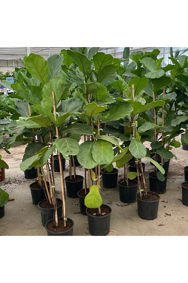 Keman Yapraklı Kauçuk Bitkisi 'Ficus Lyrata' 100cm - 1