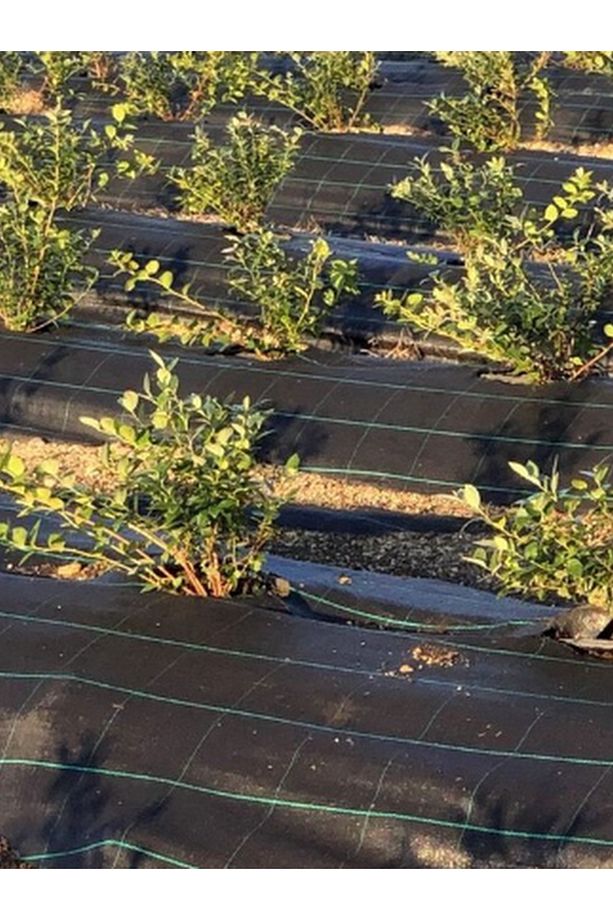 Taban Örtüsü 105cm X 20 Metre Sera Taban Örtüsü Jüt Taban Örtüsü Malçlama Örtüsü Yer Örtüsü - 5