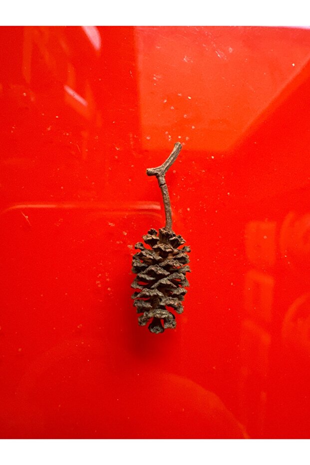 Kızılağaç Kozalağı - 1