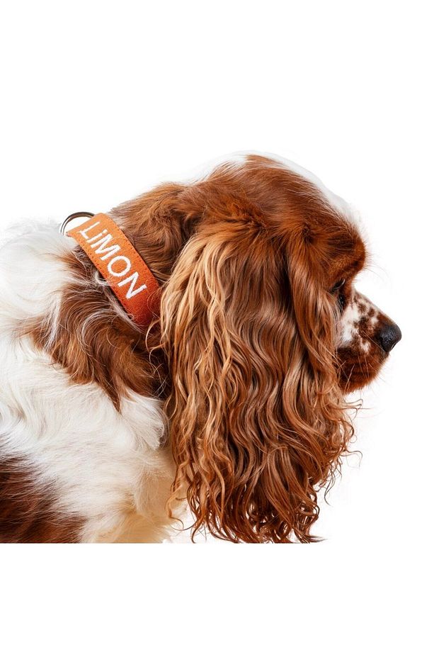 Kişiye Özel İsimli Airmesh Göğüs Tasması ve İsimli Köpek Boyun Tasması (2'li Set) - 7