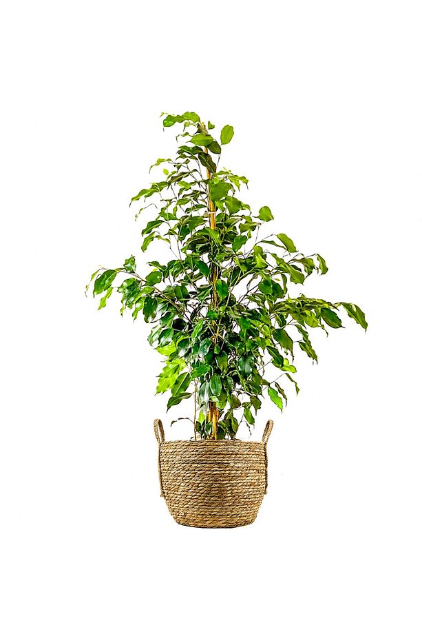 Benjamin (FİCUS BENJAMİNA DANİELLE) Boho Hasır Saksılı - 1