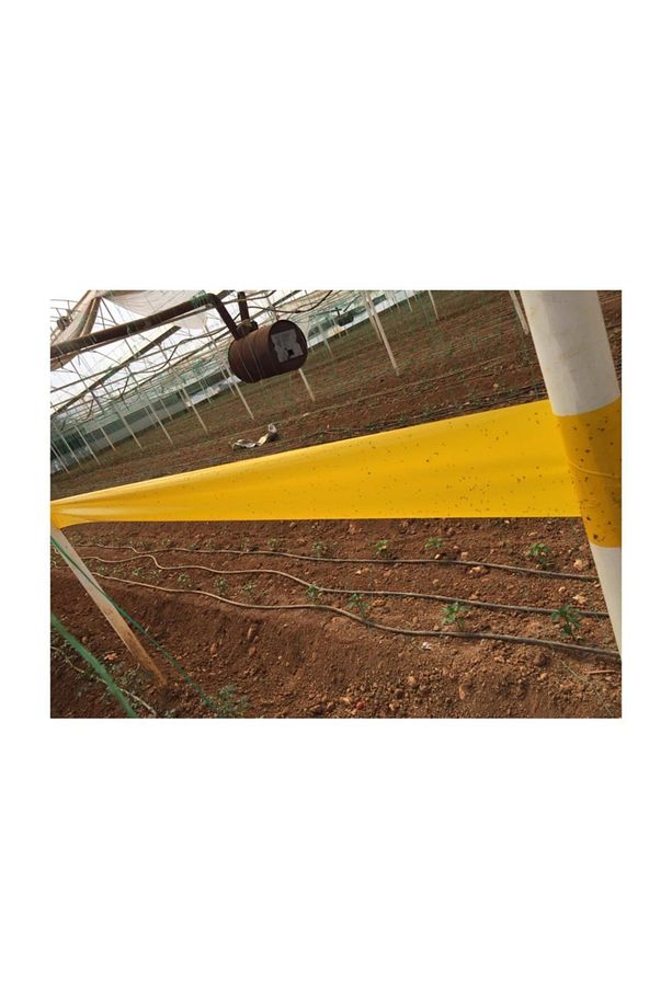 30 Cm X 50 Metre Seralarda Kullanılmaya Uygun Sarı Yapışkan Rulo Tuzak - 4