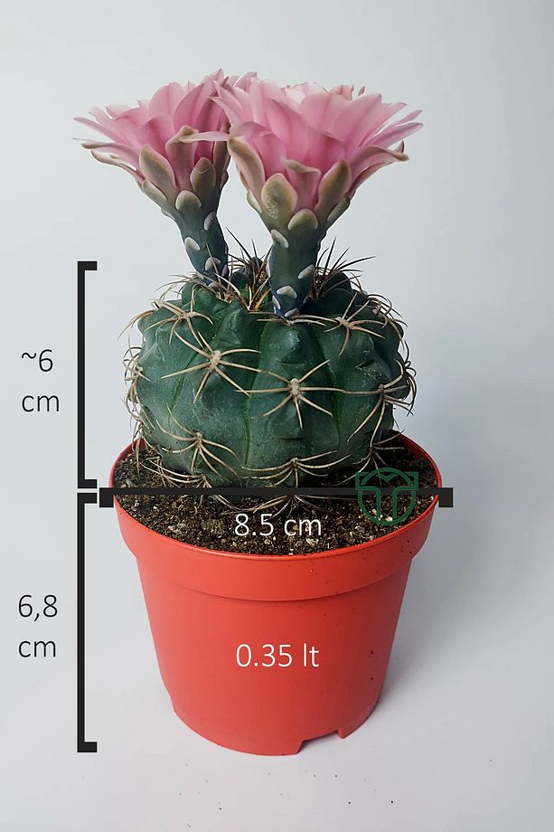 Gymnocalycium Baldianum - çiçek açan nadir kaktüs - kolay bakım - canlı renkler - 8.5 cm saksıda - 6