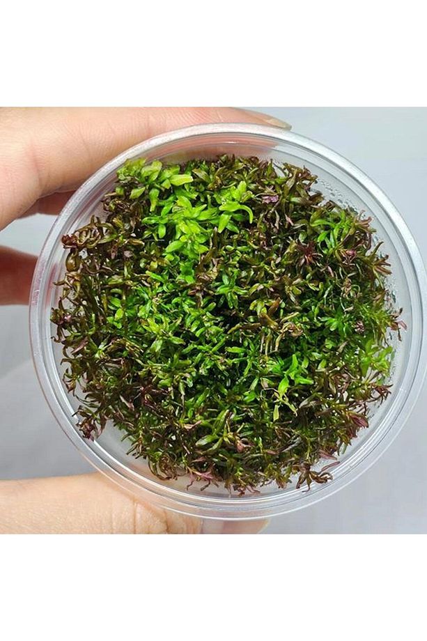 Rotala Macrandra Mini Butterfly In Vitro Canlı Bitki - 4