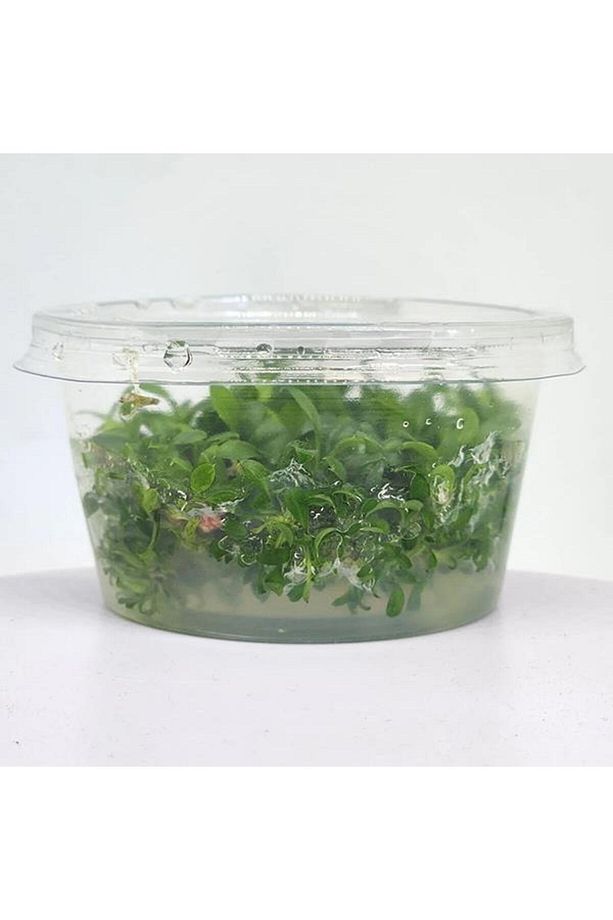 Anubias Microgreen In Vitro Canlı Bitki - 3