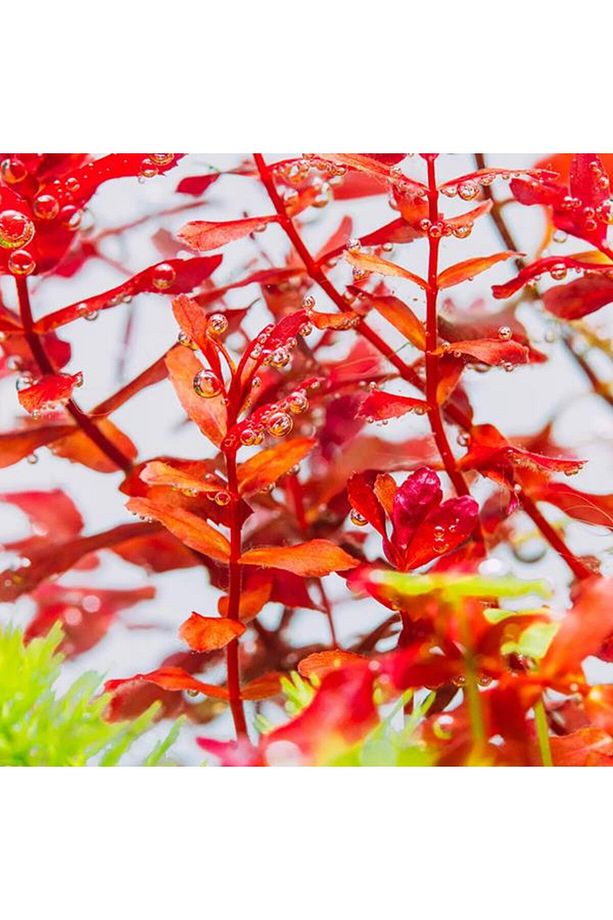 Rotala Macrandra Mini Butterfly In Vitro Canlı Bitki - 1