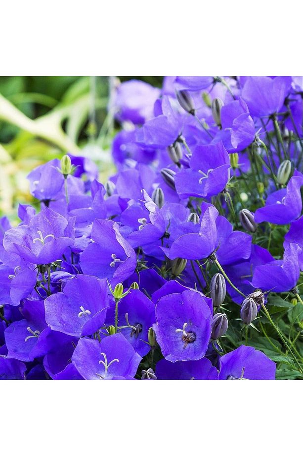 Campanula carpatica tohumu tussock bellflower çan çiçeği kampanula - 2