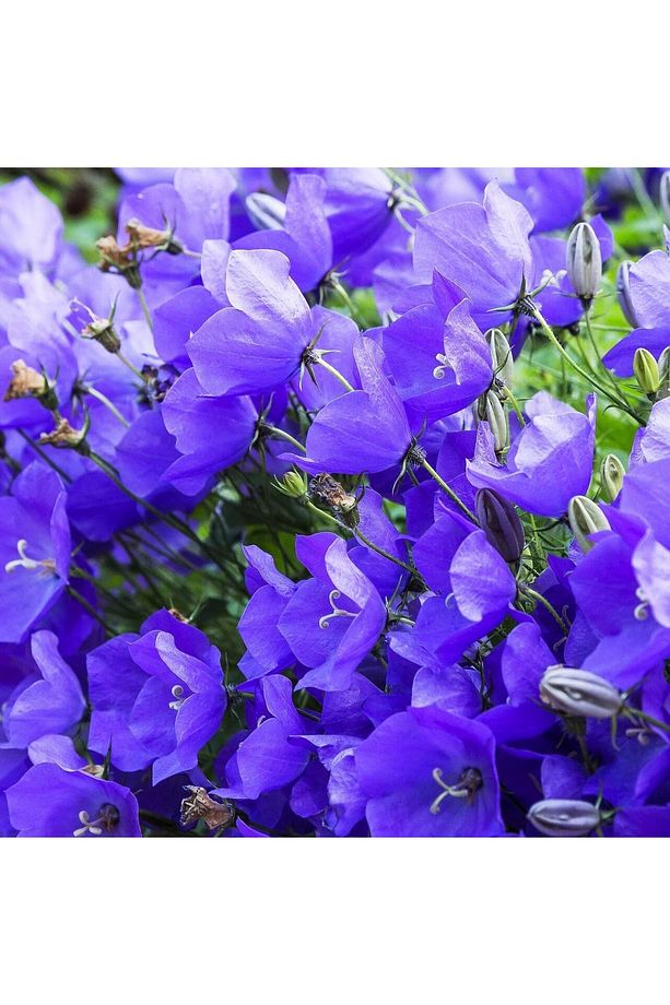 Campanula carpatica tohumu tussock bellflower çan çiçeği kampanula - 6