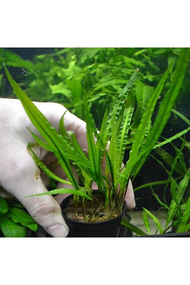 Cryptocoryne Balansae Canlı Bitki - 1