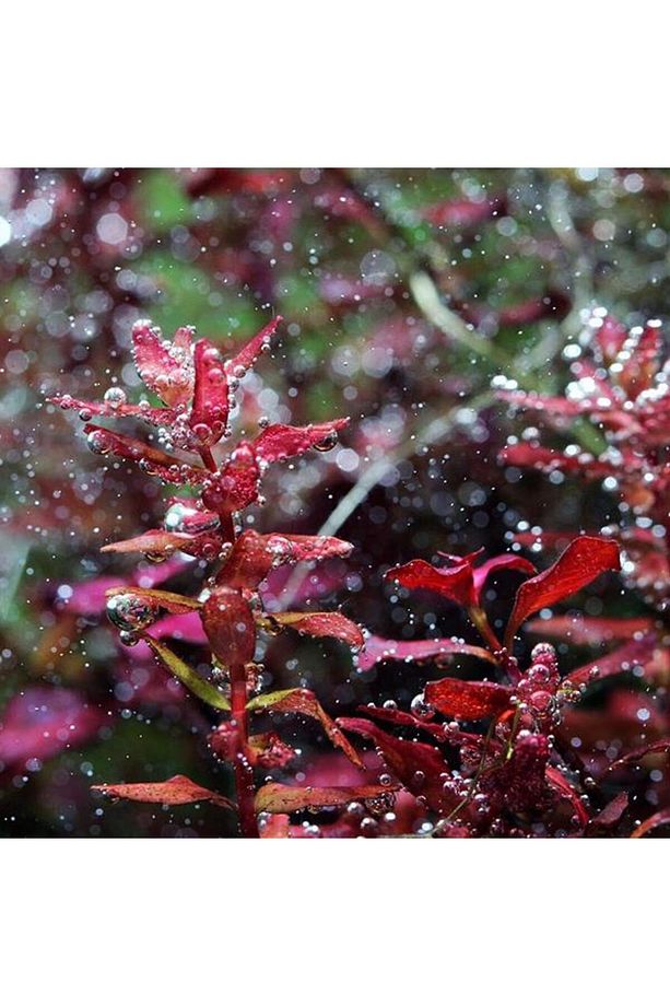 Rotala Macrandra Mini Butterfly In Vitro Canlı Bitki - 3