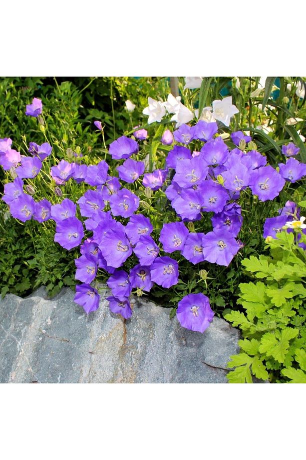 Campanula carpatica tohumu tussock bellflower çan çiçeği kampanula - 5