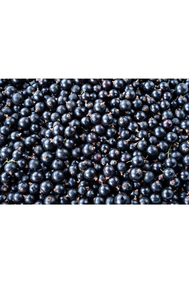 Cranberry Blackcurrant 1 Lt - 4