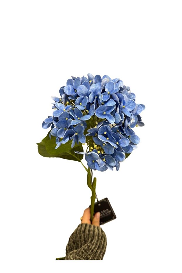 Mavi İthal Ortanca - 4