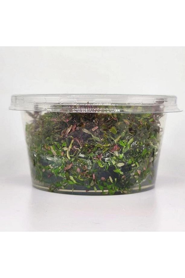 Rotala Macrandra Mini Butterfly In Vitro Canlı Bitki - 5