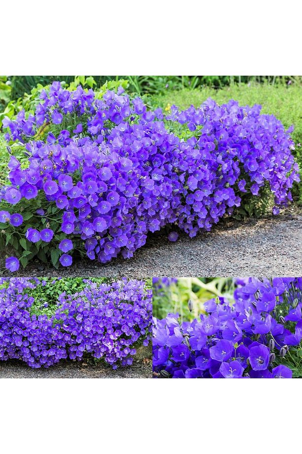 Campanula carpatica tohumu tussock bellflower çan çiçeği kampanula - 3