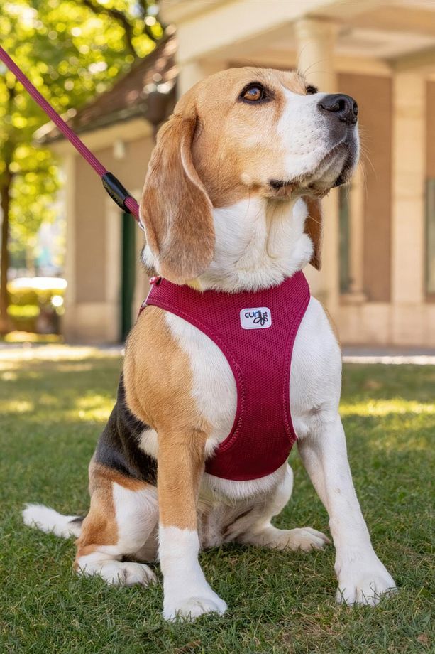 Vest Göğüs Tasması Clasp Air Mesh Ruby - 2