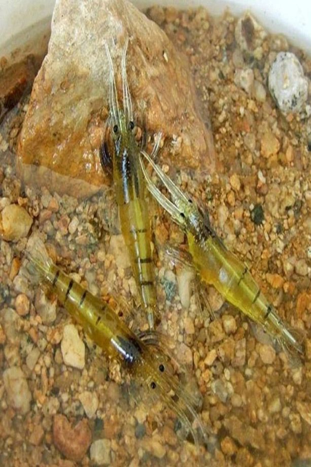 Sarı Karides Iğneli 1.3 Gr 5 Cm Yapay Sahte Silikon Yem 5 Adet - 6