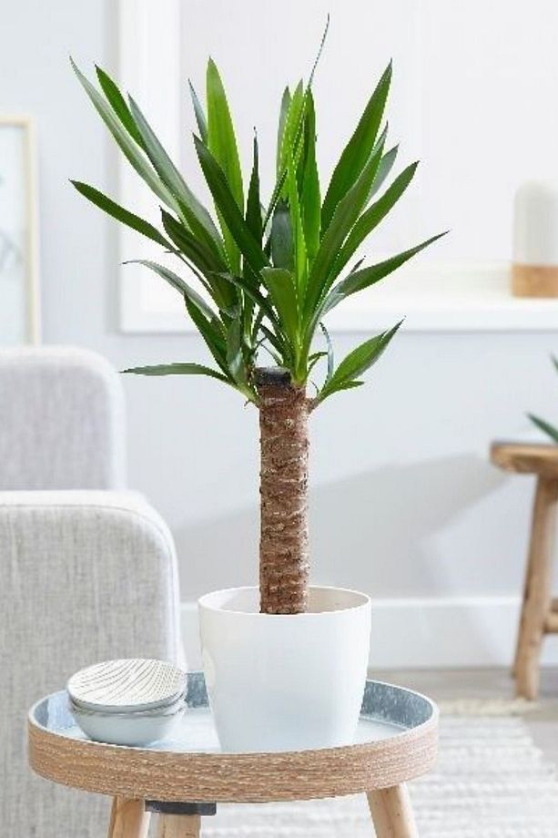 Yucca - Yuka Bitkisi Tek Gövdeli Yucca Avize Çiçeği Canlı Salon Bitkisi 50 -cm - 3