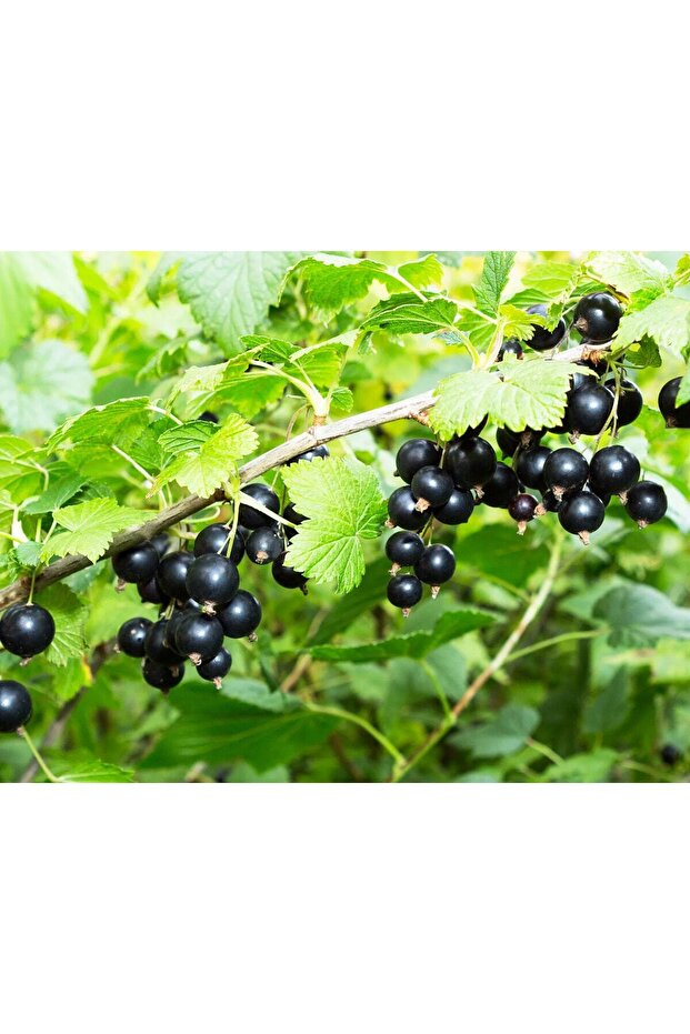 Cranberry Blackcurrant 1 Lt - 3