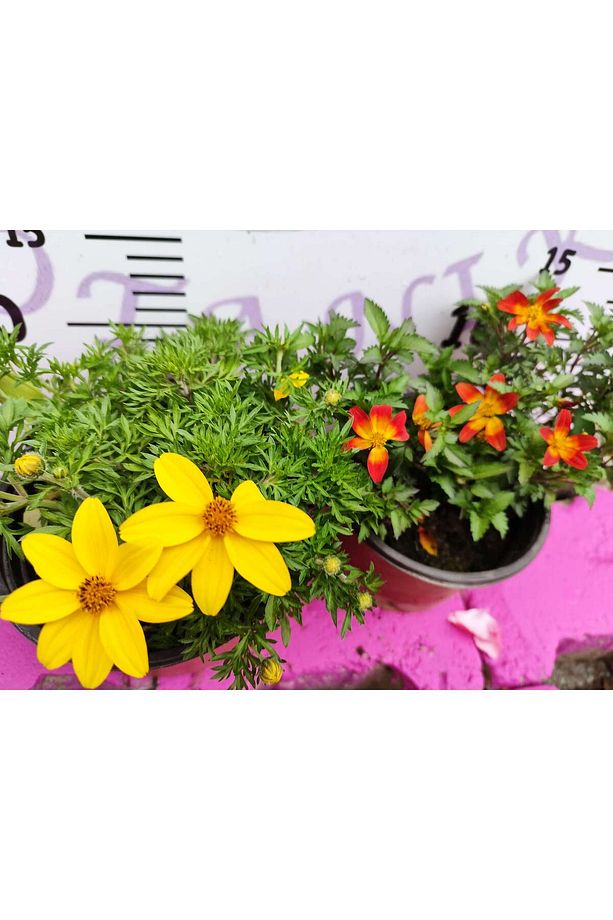 Yoğun Kokulu Sarı ve Kırmızı Bidens (2 adet) - Asteraceae Ailesine Ait Çiçekli Bahçe Bitkisi - 1