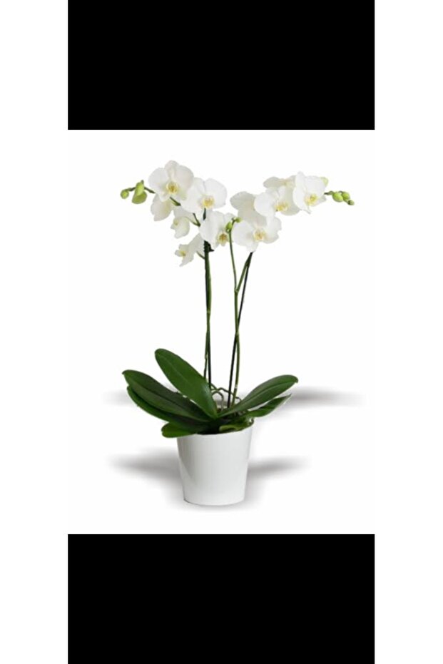 phalaenopsis cift dallı beyaz orkide