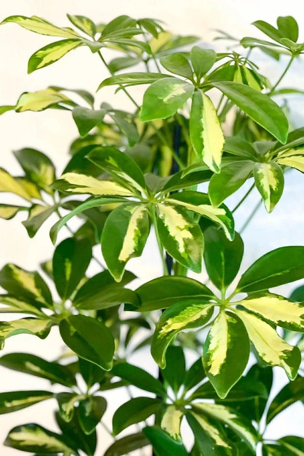 Schefflera Arboricola 80 - 100 cm Tek Gövdeli Alacalı Şeflera Canlı Salon Bitkisi - 2