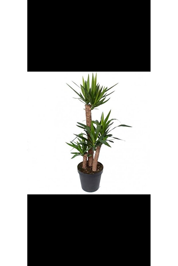 3lü drecena yucca
