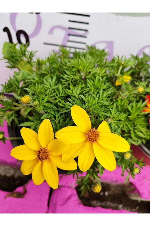 Yoğun Kokulu Sarı ve Kırmızı Bidens (2 adet) - Asteraceae Ailesine Ait Çiçekli Bahçe Bitkisi - 4