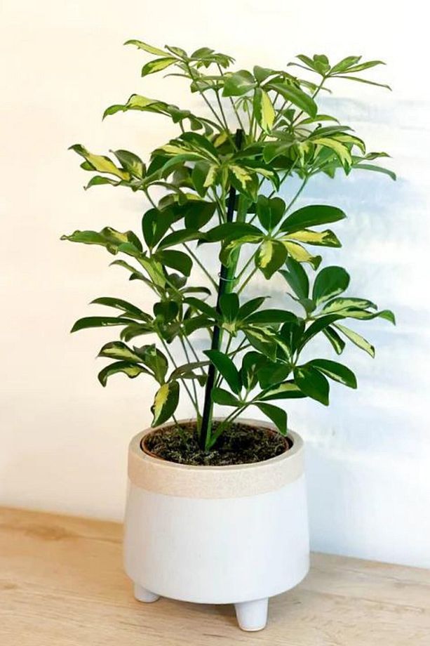 Schefflera Arboricola 80 - 100 cm Tek Gövdeli Alacalı Şeflera Canlı Salon Bitkisi - 1