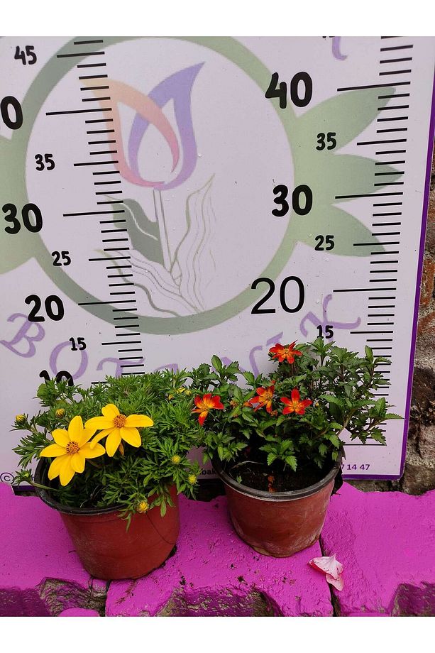 Yoğun Kokulu Sarı ve Kırmızı Bidens (2 adet) - Asteraceae Ailesine Ait Çiçekli Bahçe Bitkisi - 2