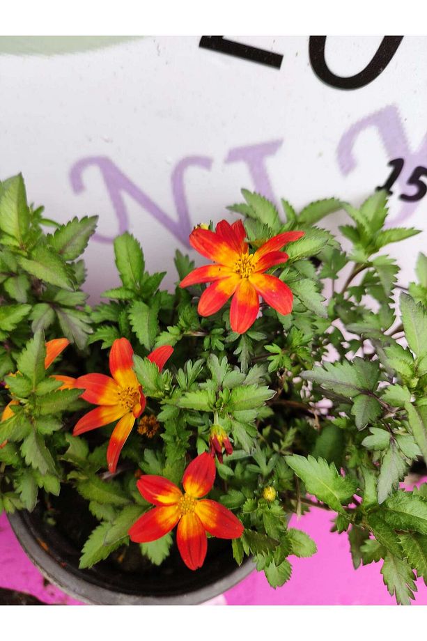 Yoğun Kokulu Sarı ve Kırmızı Bidens (2 adet) - Asteraceae Ailesine Ait Çiçekli Bahçe Bitkisi - 3