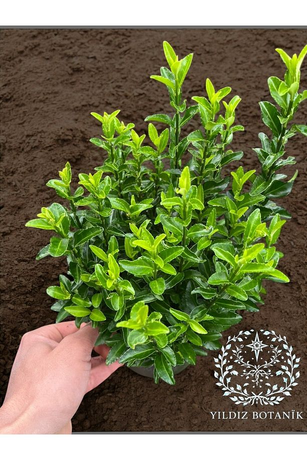 Sütun Taflan Yarı Bodur Çit Bitkisi Roket Şimşir Fidanı Green Spire 15-20 CM - 2