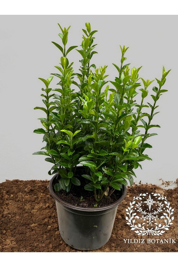 Sütun Taflan Yarı Bodur Çit Bitkisi Roket Şimşir Fidanı Green Spire 15-20 CM - 4