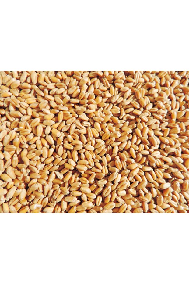 Yemlik Buğday 10 kg - 2
