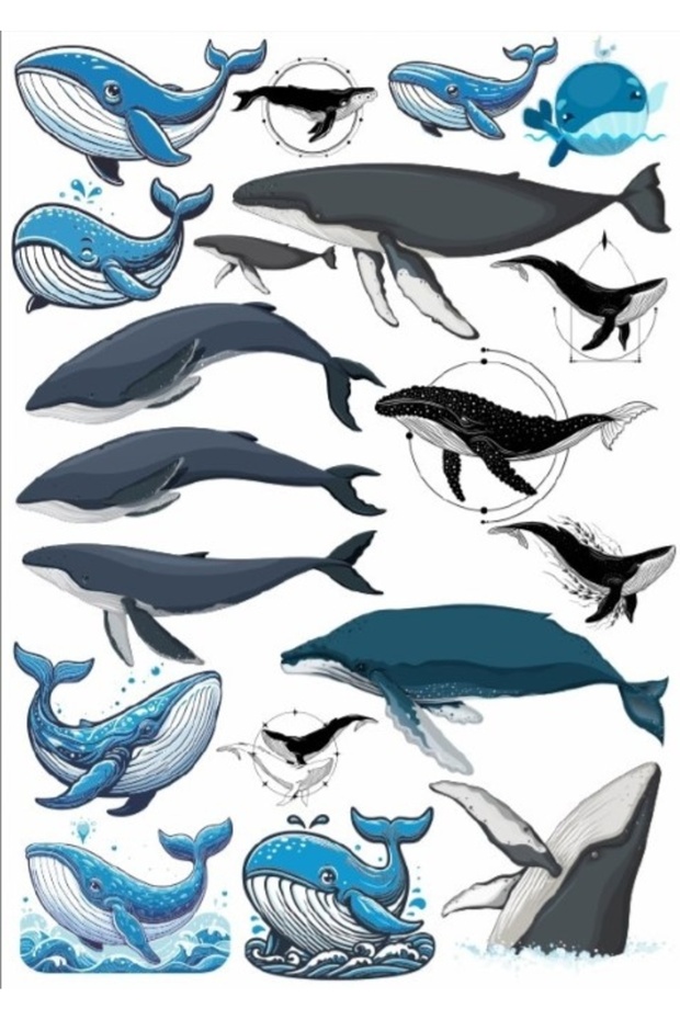Whale Sticker Set